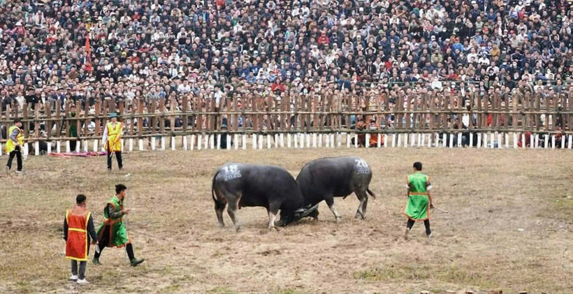 Đông đảo người dân tham dự lễ hội chọi trâu truyền thống.