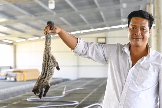 Anh Lê Thanh Bảo với mô hình nuôi chồn hương cam.