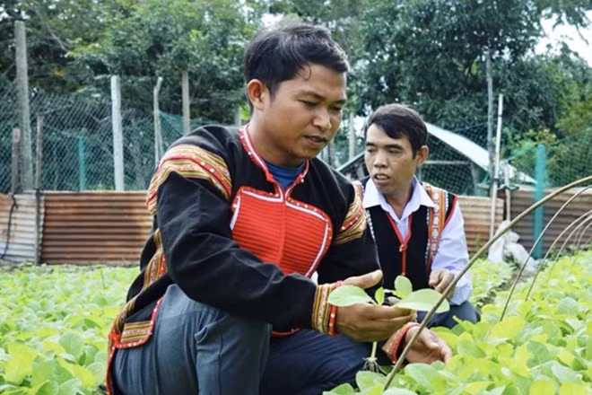 Anh Kpă Séo bên vườn cây trồng dược liệu của mình.