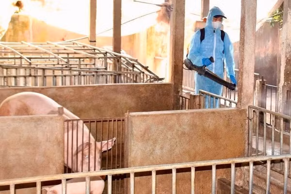 Nhân viên Trạm Chăn nuôi và Thú y khu vực 3 (Gia Lai) phun tiêu độc khử trùng phòng dịch tả lợn châu Phi. (Ảnh ĐÌNH THUNG)