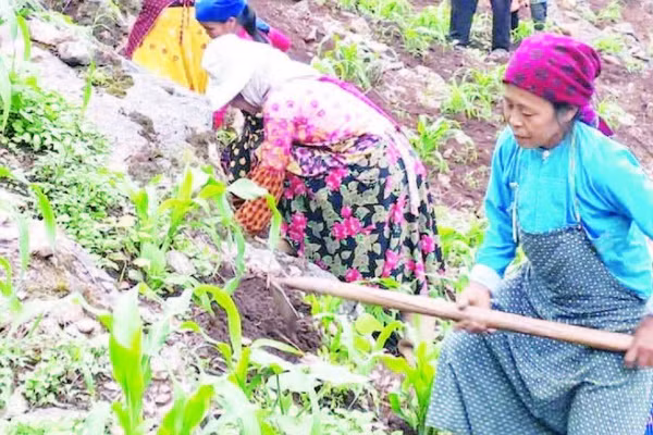 Người dân trên Cao nguyên đá Đồng Văn làm đất để trồng ngô chính vụ.