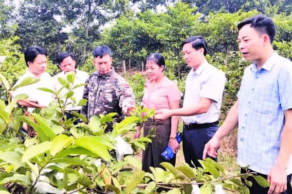 Lãnh đạo xã Hải Lựu, tỉnh Phú Thọ tham quan mô hình trồng ổi tại thôn Hòa Bình.