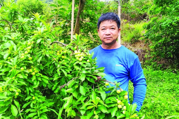 Người dân ở thôn Sơn Hồng, Gia Cát, Cao Lộc (Lạng Sơn) thu hái mận cơm chín sớm.