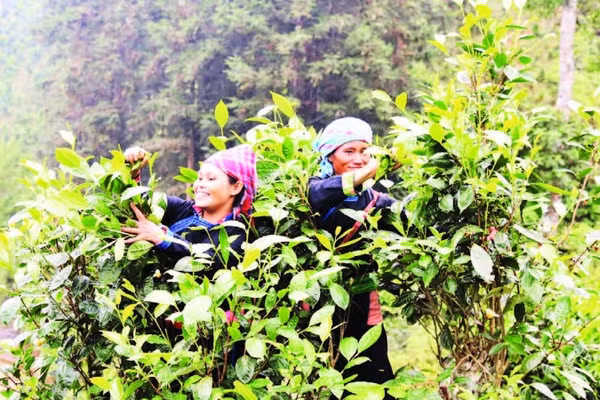 Người dân xã Bản Liền thu hái chè. (Ảnh ĐINH VINH)