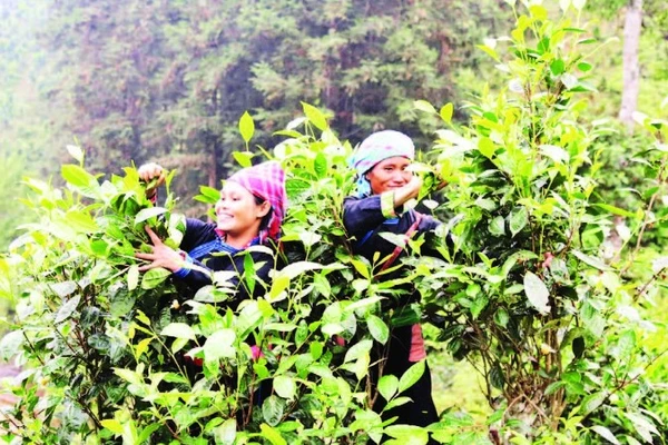 Người dân xã Bản Liền thu hái chè. (Ảnh ĐINH VINH)