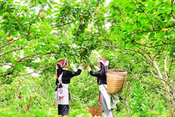 Người dân thu hoạch tại vườn lê xã Mường Hum.