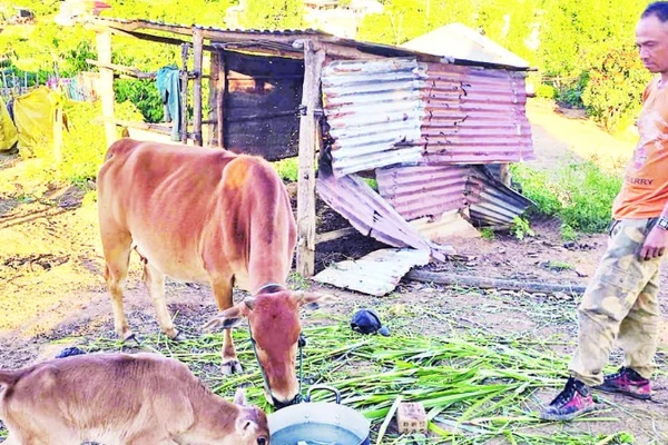 Anh A Lục chăm sóc đàn bò của gia đình.