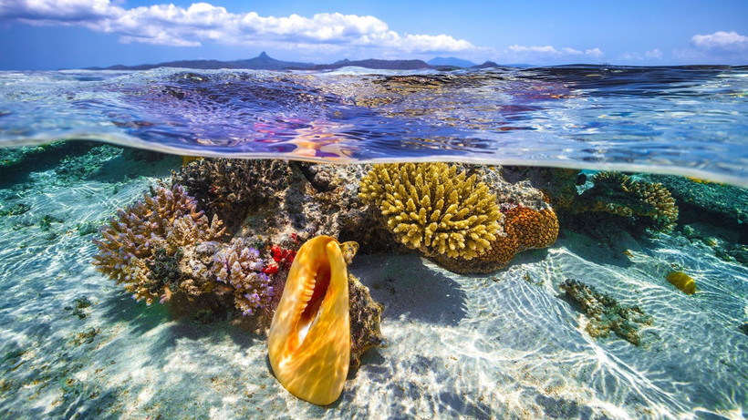 Đã đến lúc loài người chung tay cam kết cứu lấy đại dương.