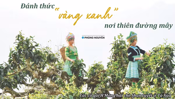 Đánh thức "vàng xanh" nơi thiên đường mây