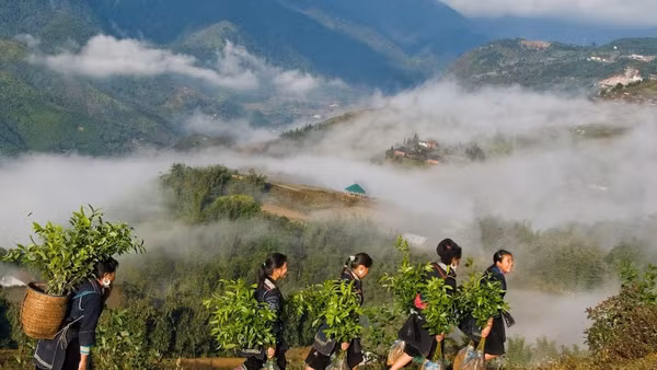 Mùa xuân là Tết trồng cây.