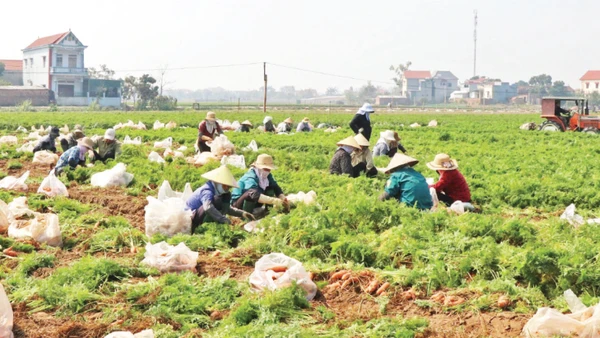 Người dân xã Cao Đức (Bắc Ninh) thu hoạch cà rốt.