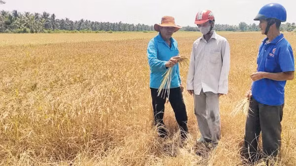 Nhiều diện tích lúa ở tỉnh Vĩnh Long từng bị thiệt hại nặng nề do hạn, mặn. (Ảnh: TTXVN)