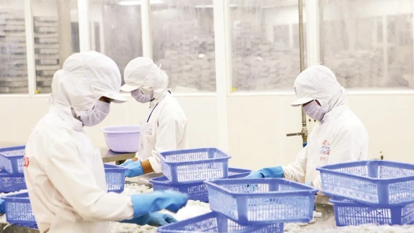 Chế biến thủy sản tại doanh nghiệp trên địa bàn thành phố Cần Thơ. (Ảnh: ĐỨC ANH)