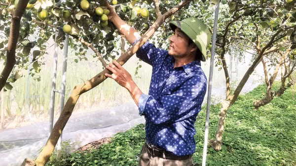 Người dân xã Lý Nhân (Ninh Bình) trồng táo đại mật 06 theo hướng VietGAP cho hiệu quả cao.