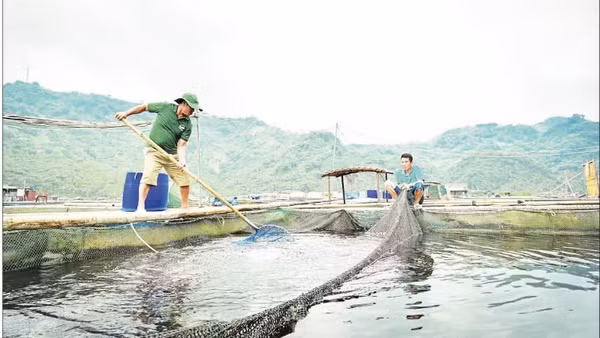 Mô hình nuôi thủy sản tại Hợp tác xã cá sạch Bẩy Tuyển, phường Hòa Bình, tỉnh Phú Thọ. (Ảnh: BẢO LONG)