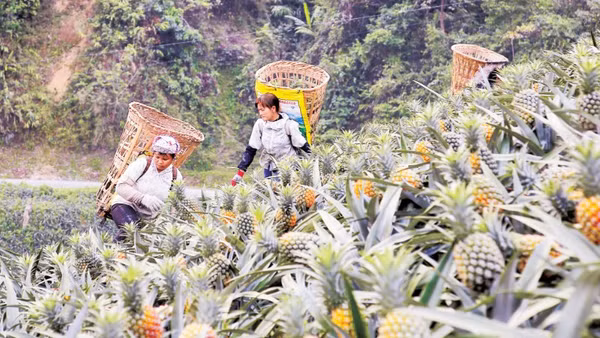 Người dân Bản Lầu thu hoạch dứa.