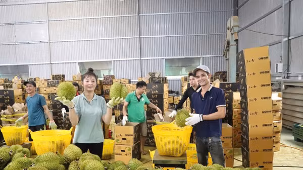 Sầu riêng tươi của Việt Nam chính thức được mở cửa vào thị trường Ấn Độ. 