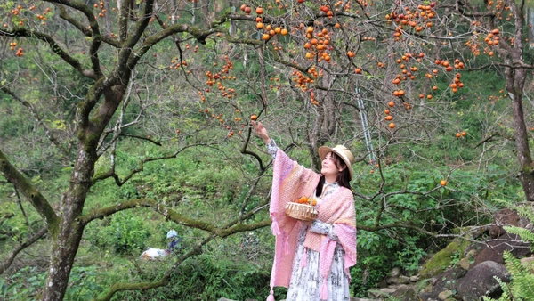 Vườn hồng chín đỏ rực, trải dài trên sườn đồi dãy núi thiêng Đại Huệ.