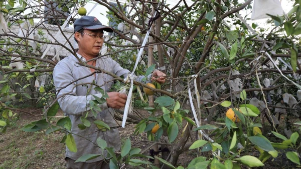 Ông Nguyễn Văn Hạnh (xóm Quyết Thắng, xã Nghi Lộc) chăm sóc vườn cam của gia đình.