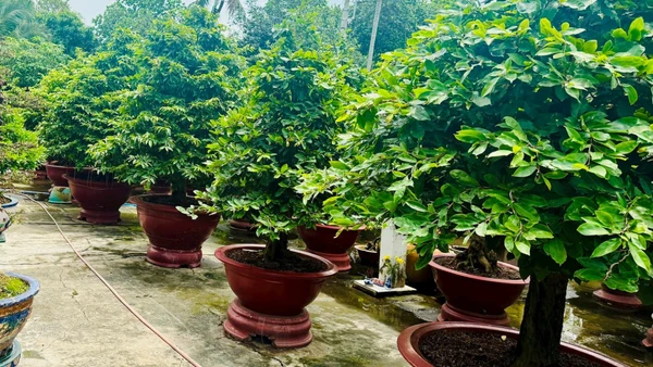 Vườn mai của chú Lê Văn Tám.