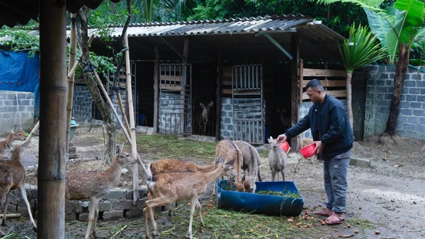 Chàng trai Si La Trần Tuấn Hiệp khởi nghiệp thành công với mô hình nuôi hươu sao.