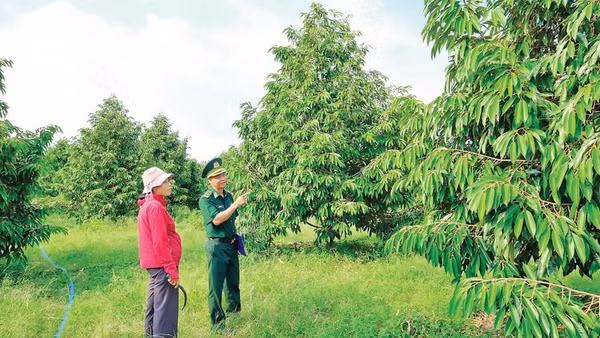 Nhờ chăm sóc theo hướng hữu cơ, vườn sầu riêng của chị Nguyễn Thị Thủy, xã Tân Tiến, tỉnh Đồng Nai luôn phát triển xanh tốt.