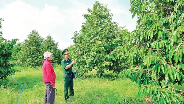 Nhờ chăm sóc theo hướng hữu cơ, vườn sầu riêng của chị Nguyễn Thị Thủy, xã Tân Tiến, tỉnh Đồng Nai luôn phát triển xanh tốt.