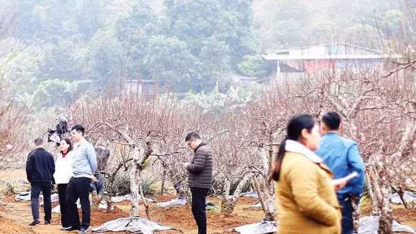 Vườn đào Đà Bắc tấp nập người mua để chở về dưới xuôi chơi Tết.
