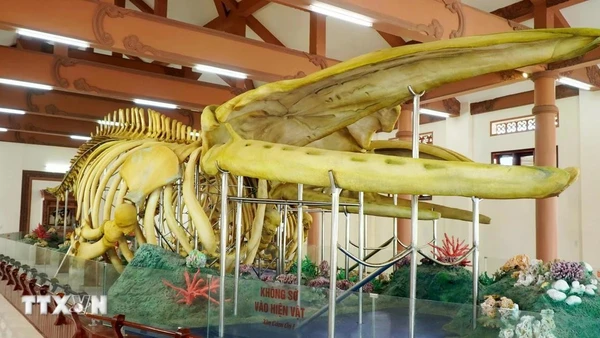 Nhà trưng bày 2 bộ xương Cá Ông Lăng Tân là địa điểm tham quan du lịch nổi tiếng của Đặc khu Lý Sơn. (Ảnh: TTXVN)