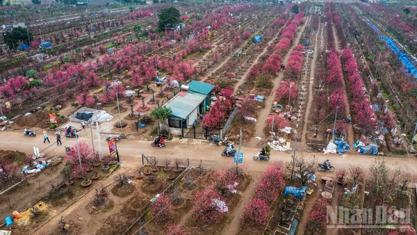 Làng đào Nhật Tân rực sắc hồng mỗi độ Tết đến. (Ảnh: THÀNH ĐẠT)