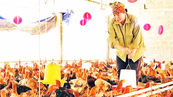 Mô hình chăn nuôi gà của gia đình chị Nguyễn Thị Tuyển mang lại hiệu quả kinh tế cao.