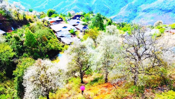 Bản Nậm Nghẹp trong mùa hoa sơn tra.