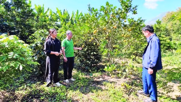 Nhờ nguồn vốn vay Ngân hàng Chính sách xã hội, xã Mường Ảng, tỉnh Điện Biên có hàng trăm nông dân thực hiện mô hình trồng cây ăn quả xen cà-phê, cho hiệu quả kinh tế.