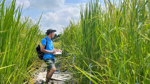 Thạc sĩ Lê Thanh Phong lặn lội ruộng đồng kiểm tra tăng trưởng cây lúa mùa nổi.