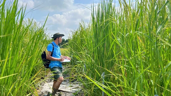 Thạc sĩ Lê Thanh Phong lặn lội ruộng đồng kiểm tra tăng trưởng cây lúa mùa nổi.