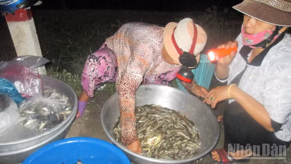 Quang cảnh mua bán cá tại chợ ma.