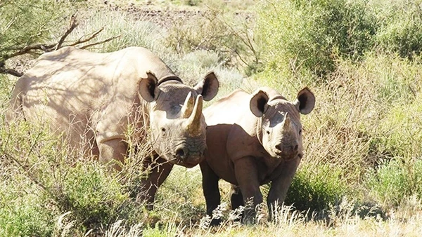 Khu bảo tồn tê giác đen lớn nhất thế giới