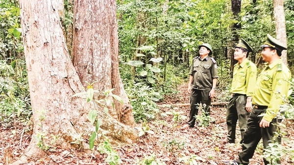 Cán bộ kiểm lâm tuần tra rừng, góp phần bảo vệ diện tích rừng nguyên sinh, bảo đảm giá trị tín chỉ carbon.