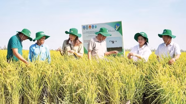 Nông dân An Giang kiểm tra ruộng lúa canh tác theo Đề án 1 triệu héc-ta lúa chất lượng cao, phát thải thấp.