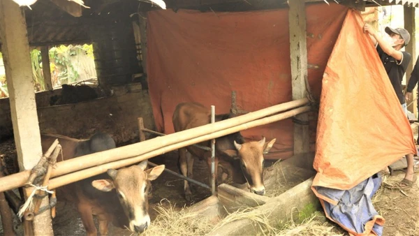 Nông dân xã Quỳ Châu, tỉnh Nghệ An che chắn chuồng trại tránh gió lùa.