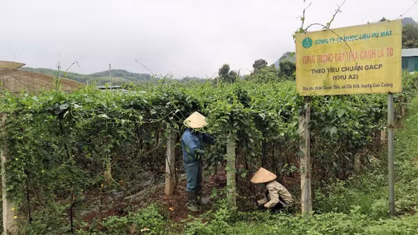 Mỗi năm, Công ty cổ phần Dược liệu Pù Mát trồng và thu mua khoảng 400 tấn nguyên liệu, sản xuất 7 dòng sản phẩm OCOP 4 sao, gồm: Trà túi lọc cà gai leo, Trà túi lọc dây thìa canh, Trà túi lọc giảo cổ lam, Trà hòa tan cà gai leo, Trà hòa tan dây thìa canh, Cao cà gai leo, Cao dây thìa canh) và 4 dòng sản phẩm OCOP 3 sao, gồm: Viên hoàn dây thìa canh, Viên hoàn cà gai leo, Trà túi lọc an thần Pù Mát, Trà túi lọc dây thìa canh lá to.
