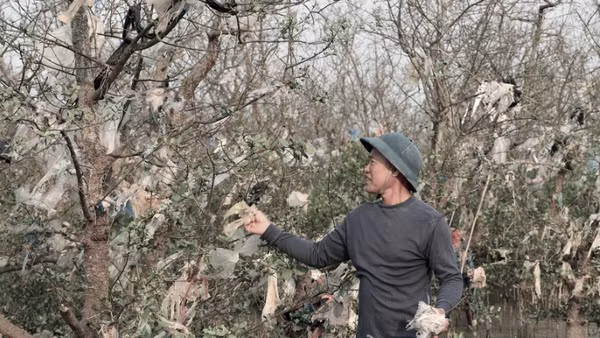 Túi nylon bám chằng chịt trên mỗi cây bần.