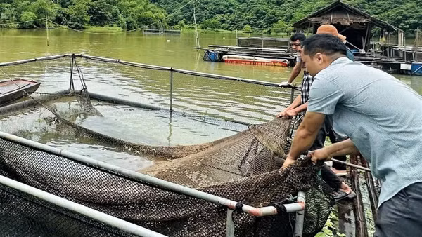 Đoàn công tác của Sở Nông nghiệp và Môi trường tỉnh Nghệ An kiểm tra tình trạng cá chết ở xã Tam Quang ngày 1/8. (Ảnh: KHÁNH HIỀN)