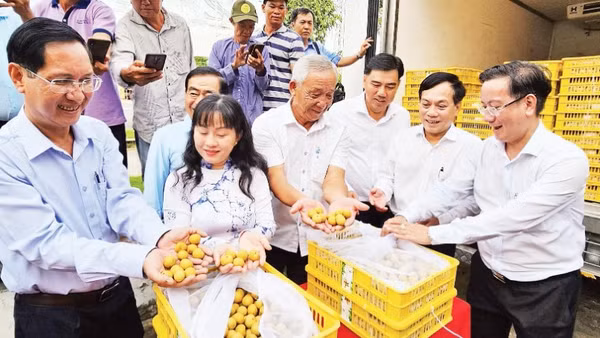 Sở Công thương thành phố Cần Thơ phối hợp doanh nghiệp đưa trái thanh nhãn xuất khẩu sang Mỹ.