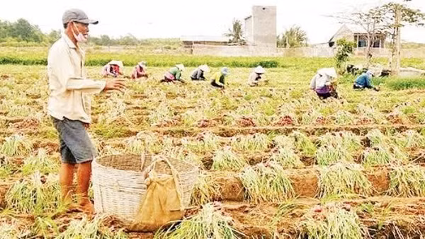 Nông dân Vĩnh Châu, thành phố Cần Thơ thu hoạch hành tím.