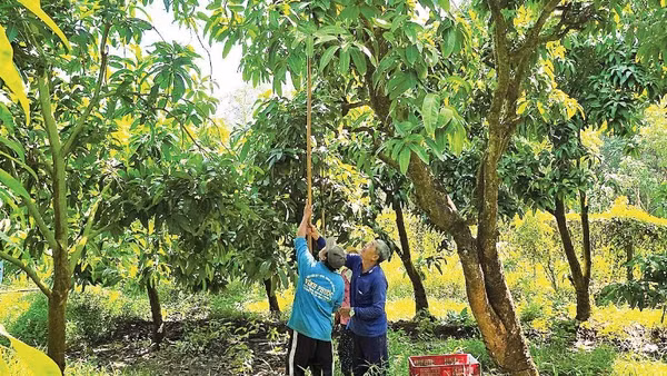 Nhà vườn Cù Lao Giêng kém vui vì vụ này xoài giá thấp.