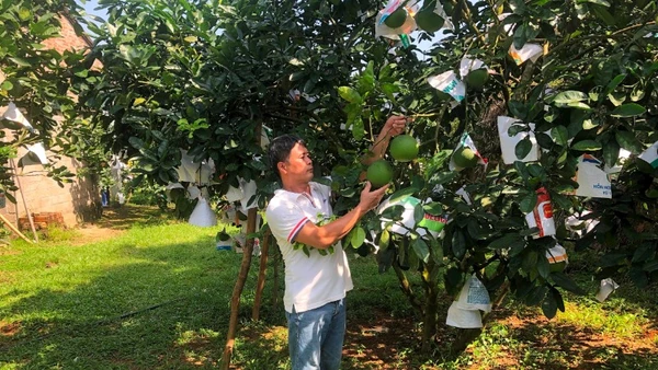 Người dân tỉnh Phú Thọ chăm sóc cây bưởi. (Ảnh: Báo Nhân Dân)