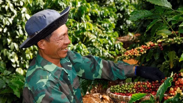 Nông dân Việt - từ câu chuyện sinh kế đến nhân tố quan trọng trong chuỗi giá trị bền vững.