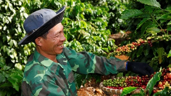 Nông dân Việt - từ câu chuyện sinh kế đến nhân tố quan trọng trong chuỗi giá trị bền vững.