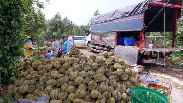 Sầu riêng là mặt hàng có kim ngạch xuất khẩu cao trong 11 tháng đầu năm 2025.